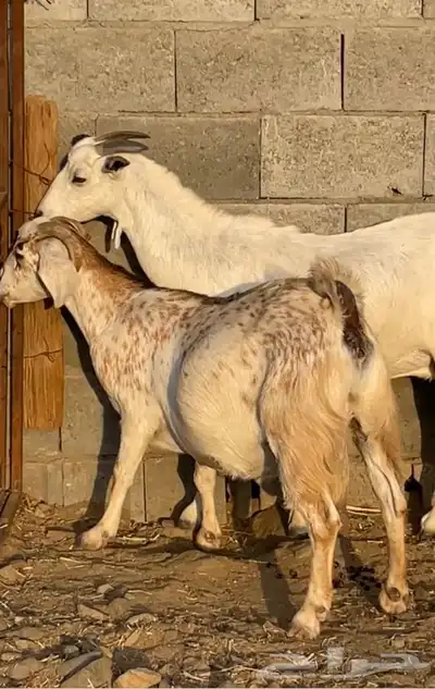 3 معزا بيشيات جروم دفيع( تم البيع) 5