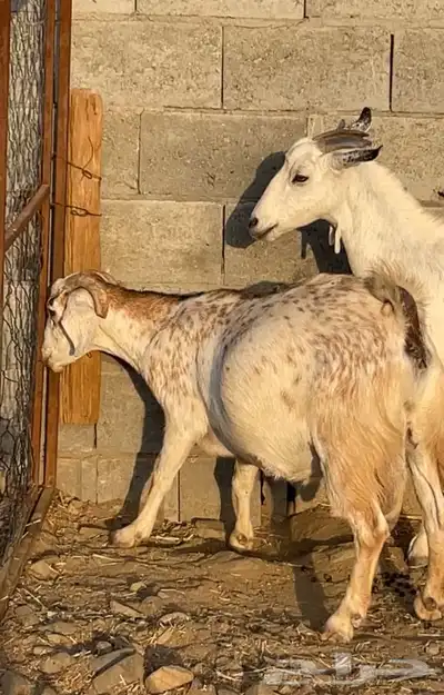3 معزا بيشيات جروم دفيع( تم البيع) 1