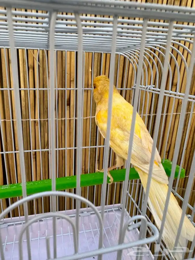 كناري مشمشي تم البيع خارج الموقع 3