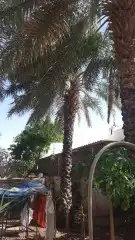 نخل سكري للبيع 2