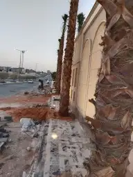 نخل شنطوني 4