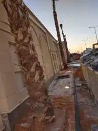 نخل شنطوني 7