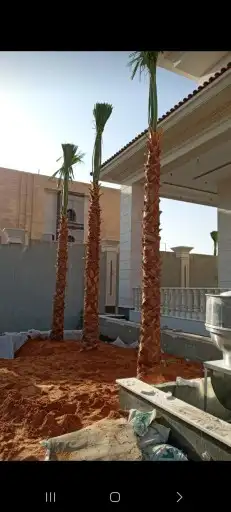 نخل شنطوني 2