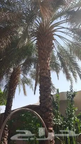 نخل سكري للبيع 1