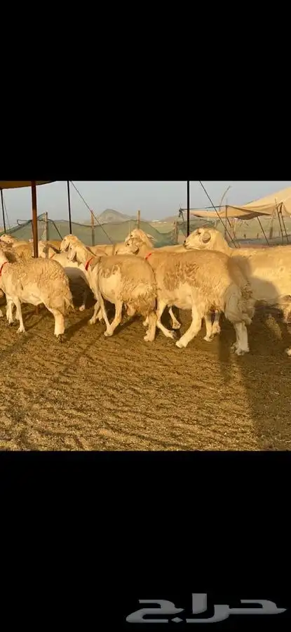 غنم حرية جروم صنف 1