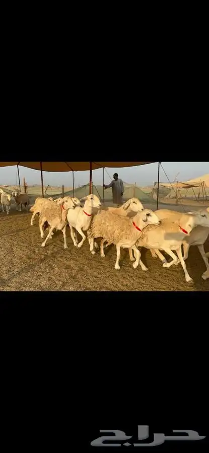 غنم حرية جروم صنف 4