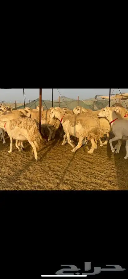 غنم حرية جروم صنف 2