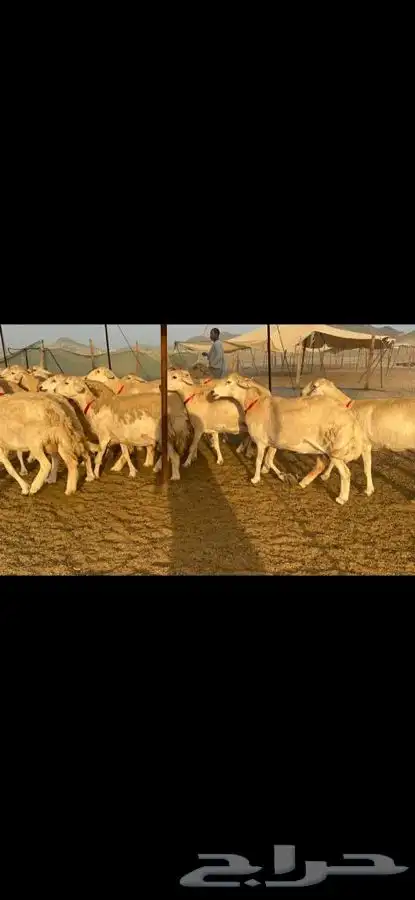 غنم حرية جروم صنف 5