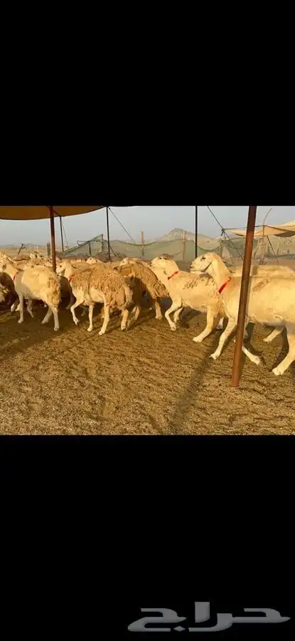 غنم حرية جروم صنف 6