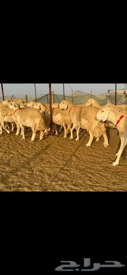 غنم حرية جروم صنف 0