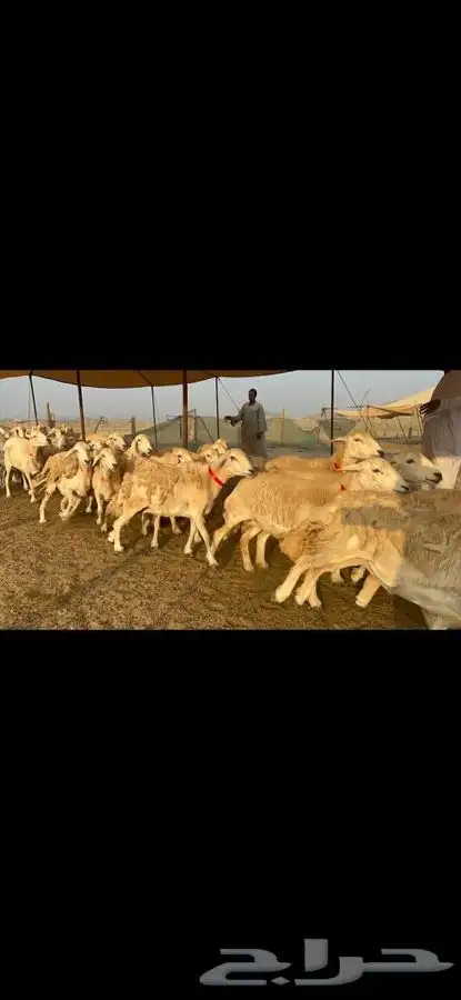غنم حرية جروم صنف 3