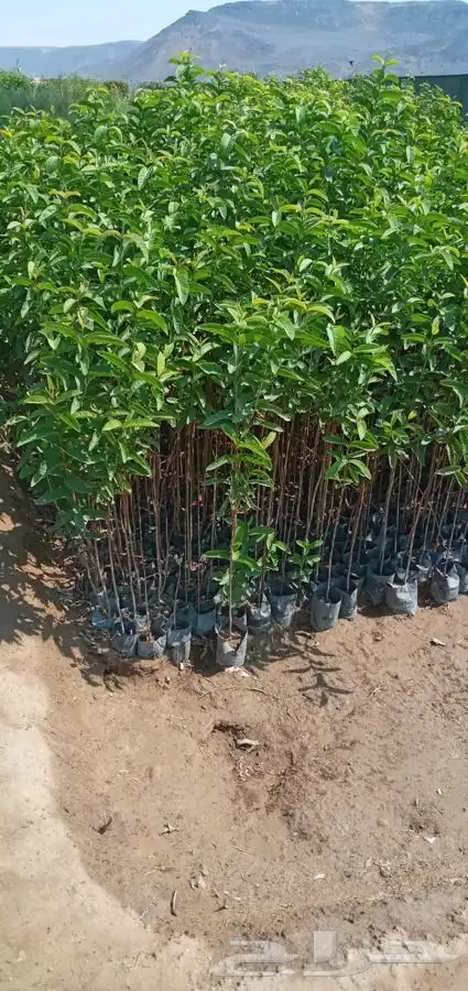 شتلات شتله مشاتل اشجار بريه 14