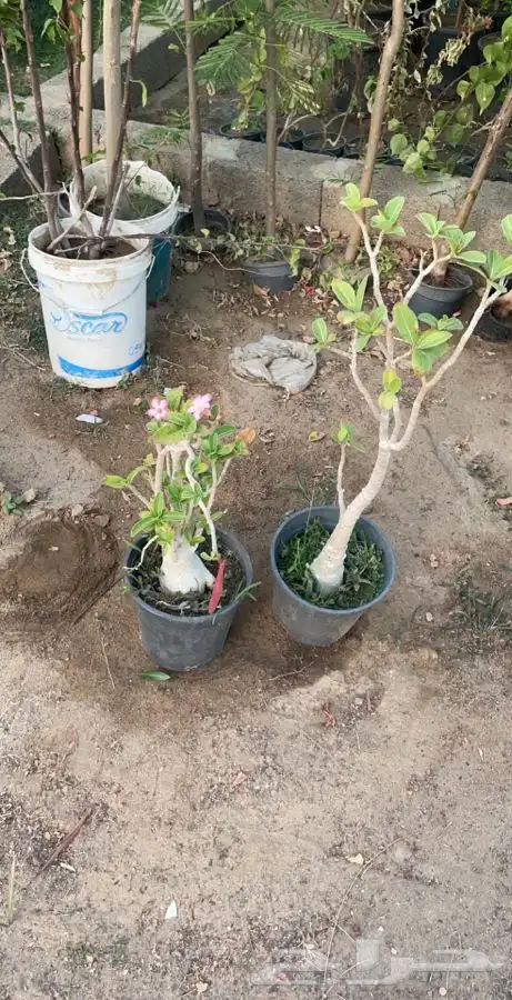 شتلات شتله مشاتل اشجار بريه 25