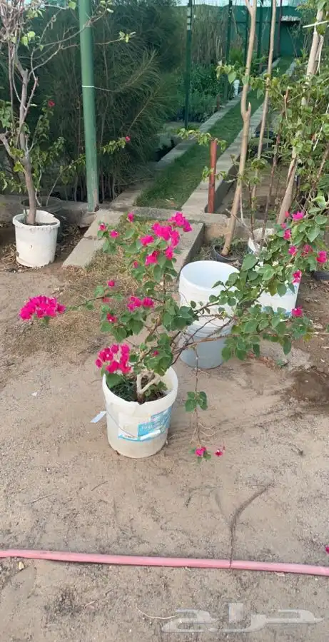 شتلات شتله مشاتل اشجار بريه 24