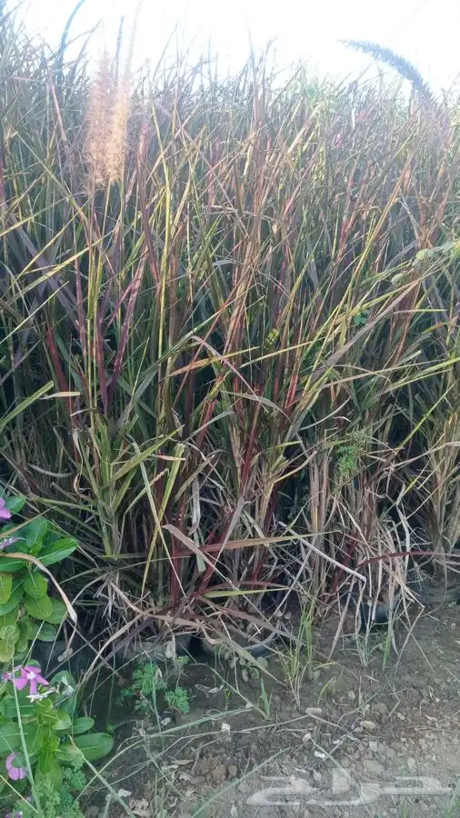 شتلات شتله مشاتل اشجار بريه 1