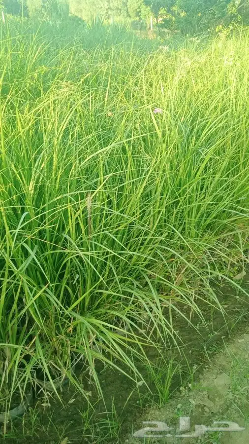 شتلات شتله مشاتل اشجار بريه 0