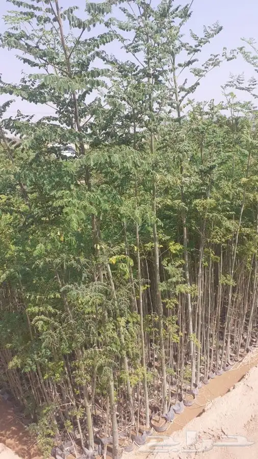 شتلات شتله مشاتل اشجار بريه 16