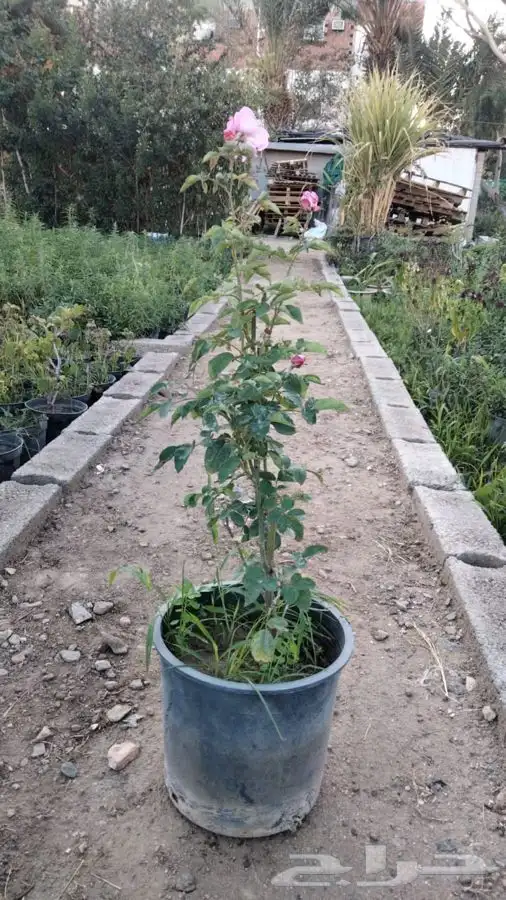 شتلات شتله مشاتل اشجار بريه 3