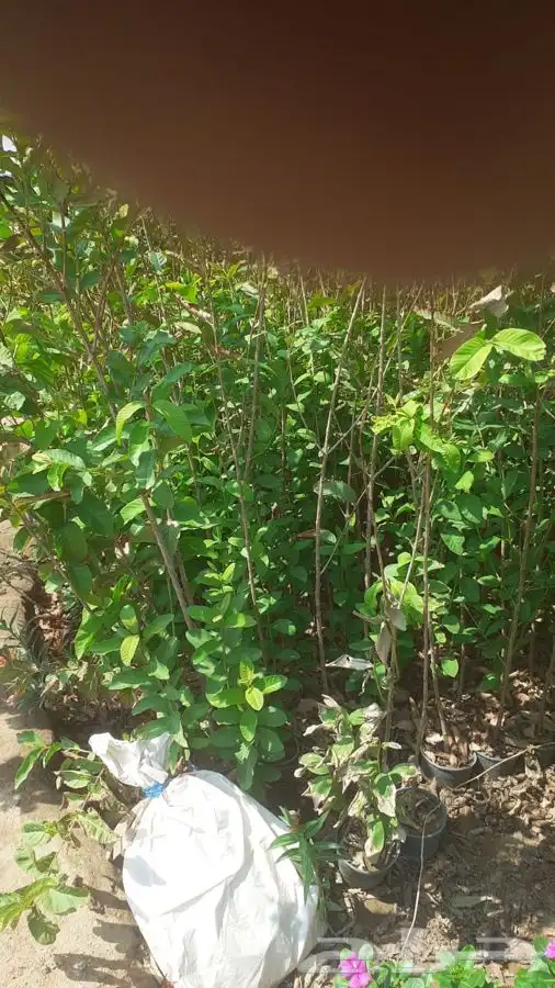 شتلات شتله مشاتل اشجار بريه 15