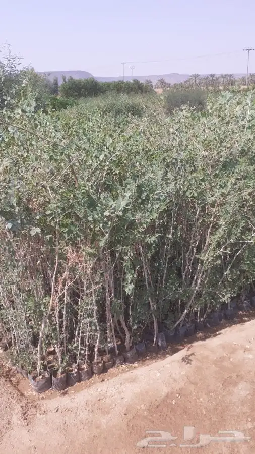 شتلات شتله مشاتل اشجار بريه 17