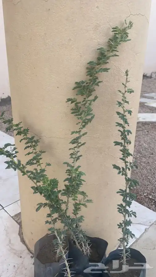 شتلات شتله مشاتل اشجار بريه 5