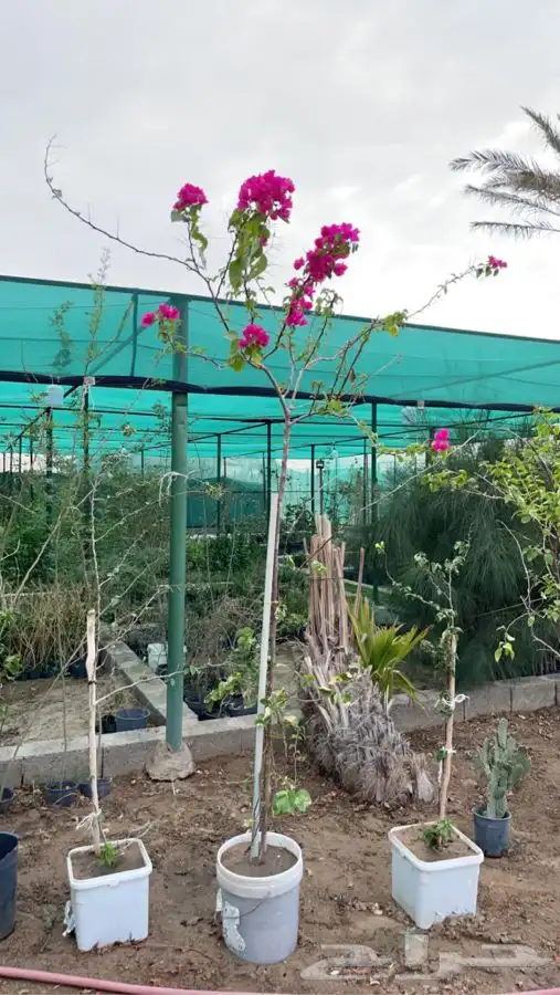 شتلات شتله مشاتل اشجار بريه 27