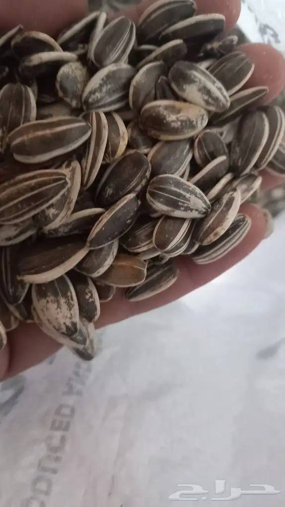 فصفص ببغاء أرجنتيني ومشكل ببغاء صيني 0