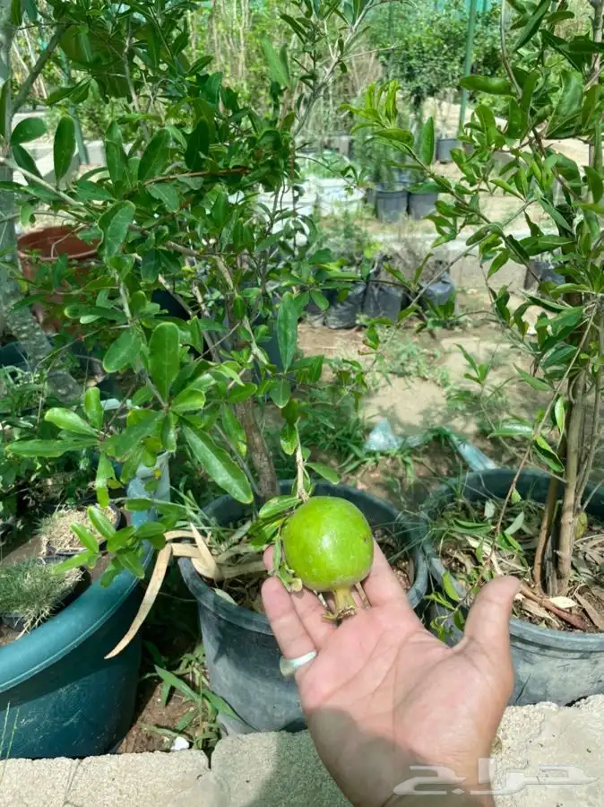 شتلات شتله مشاتل اشجار بريه 23