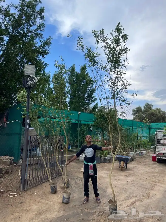 شتلات شتله مشاتل اشجار بريه 11