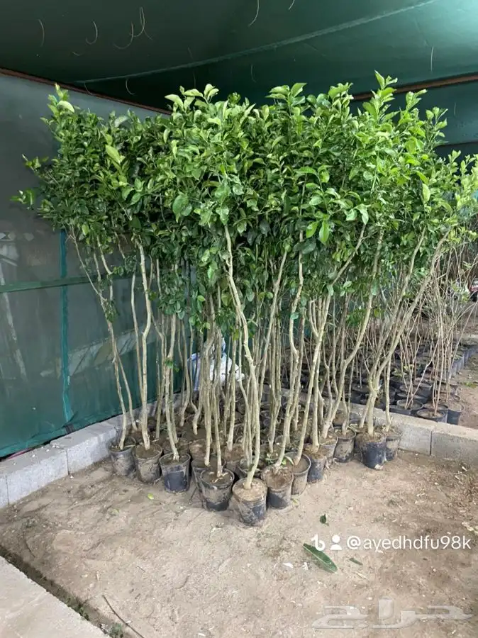 شتلات شتله مشاتل اشجار بريه 21