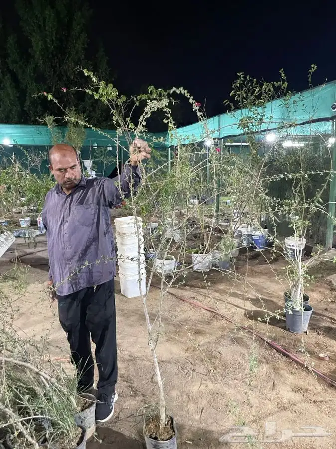 شتلات شتله مشاتل اشجار بريه 20