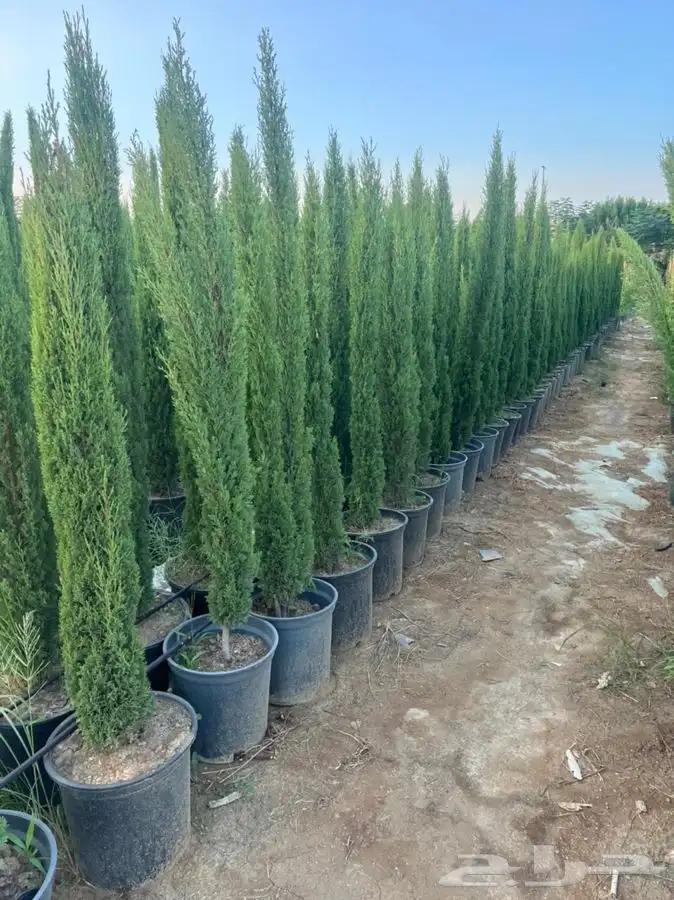 شتلات شتله مشاتل اشجار بريه 18