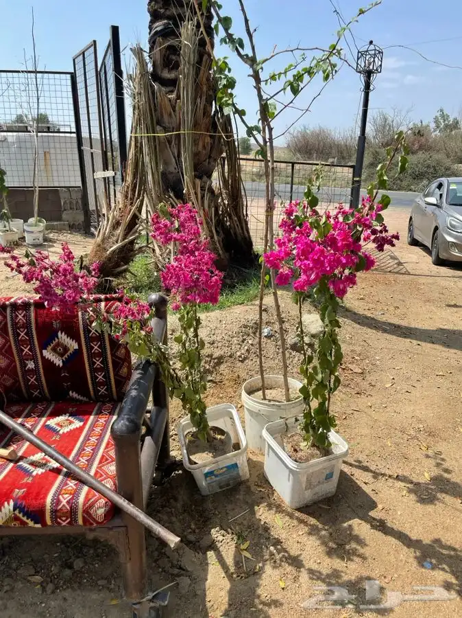 شتلات شتله مشاتل اشجار بريه 26