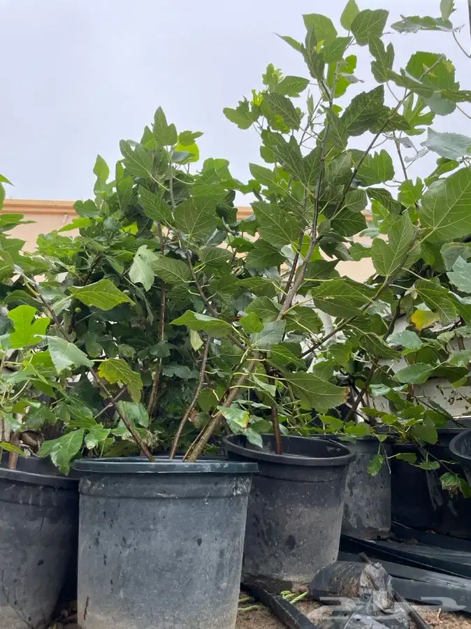 شتلات شتله مشاتل اشجار بريه 12