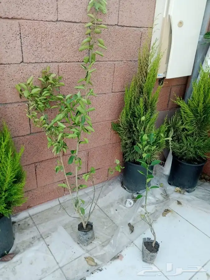 شتلات شتله مشاتل اشجار بريه 2