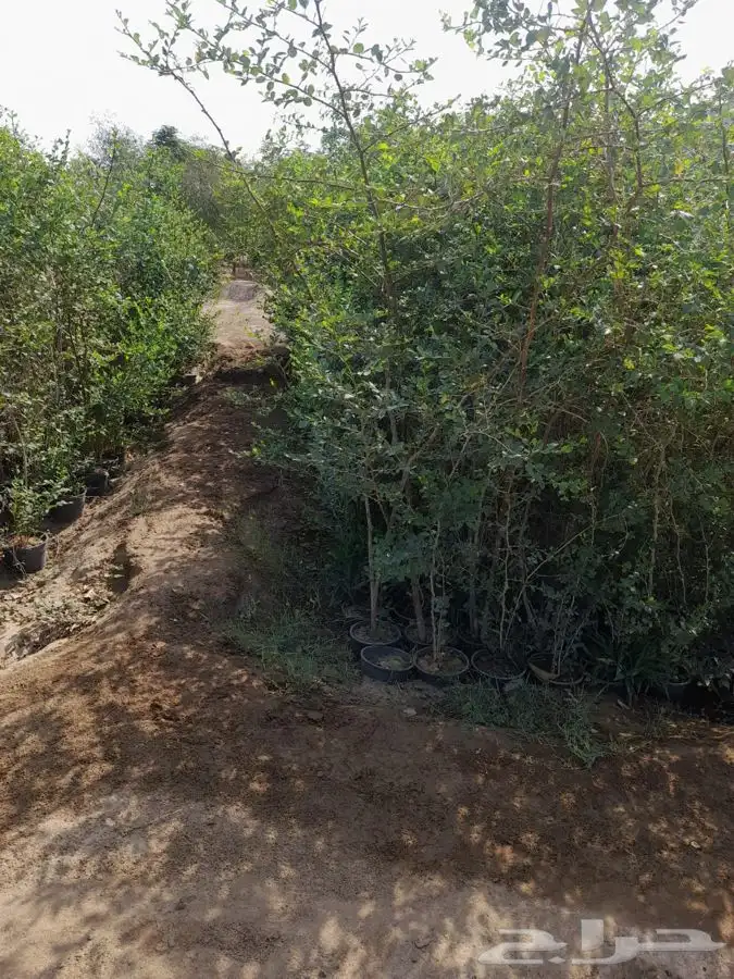 شتلات شتله مشاتل اشجار بريه 28