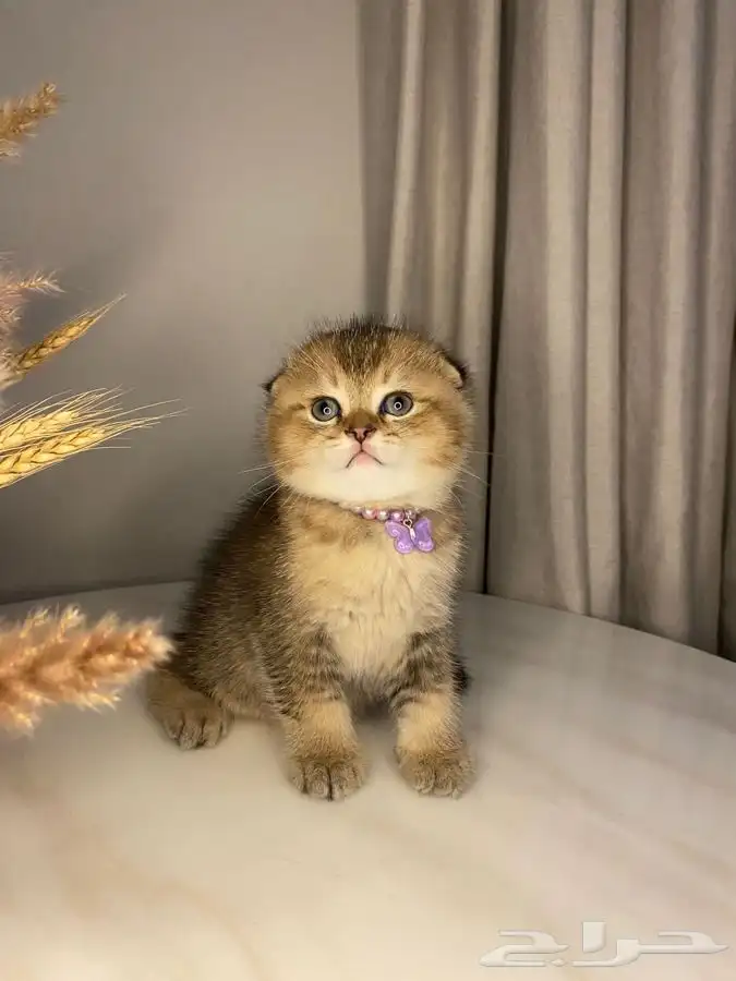 قطط كيتن سكوتش للبيع 0