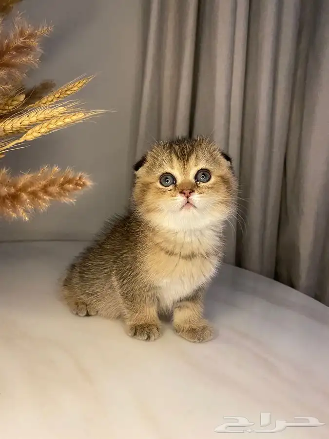 قطط كيتن سكوتش للبيع 1