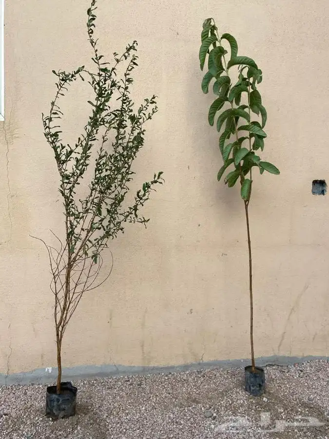 شتلات شتله مشاتل اشجار بريه 10