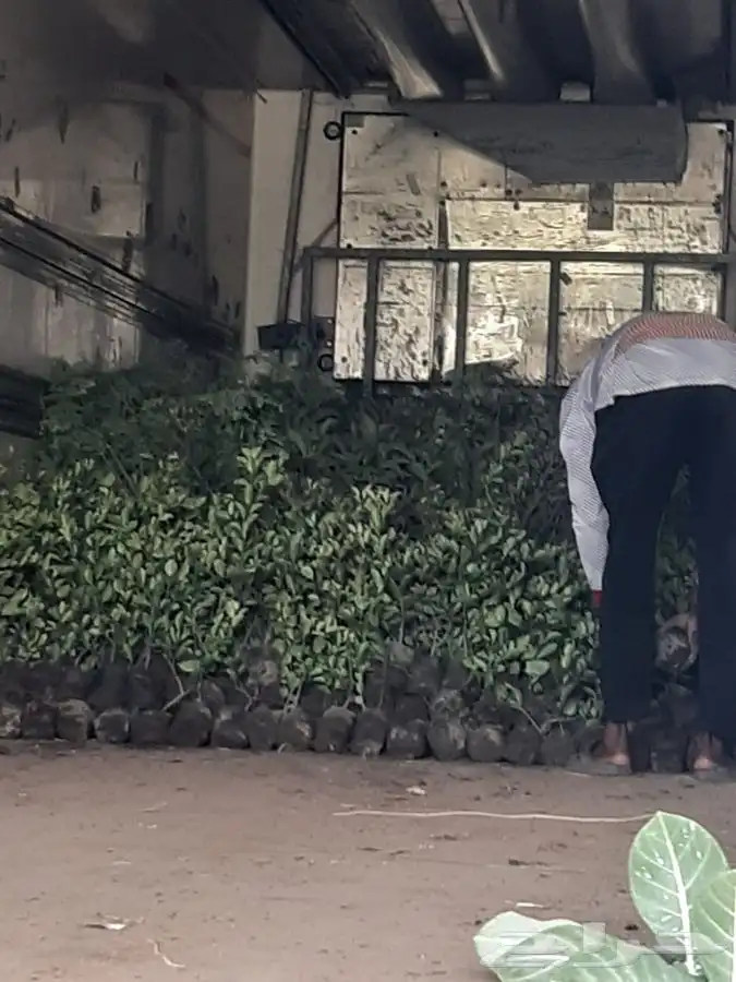 شتلات شتله مشاتل اشجار بريه 8