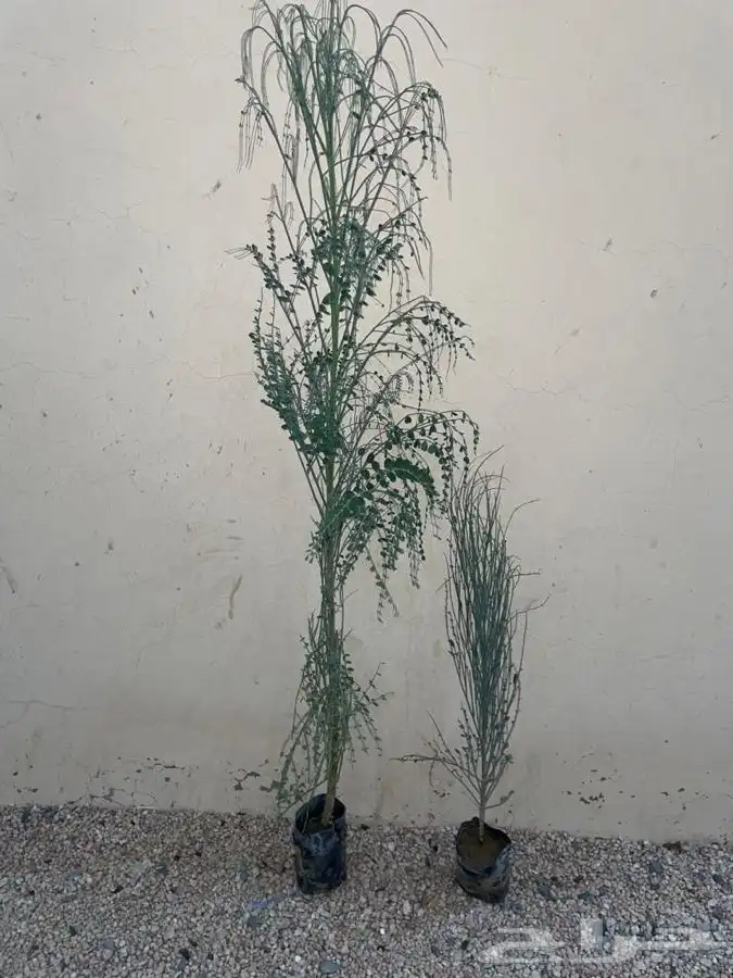 شتلات شتله مشاتل اشجار بريه 4