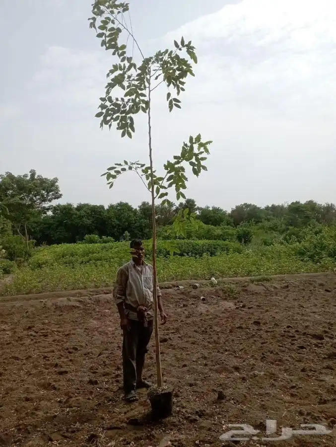 شتلات شتله مشاتل اشجار بريه 19