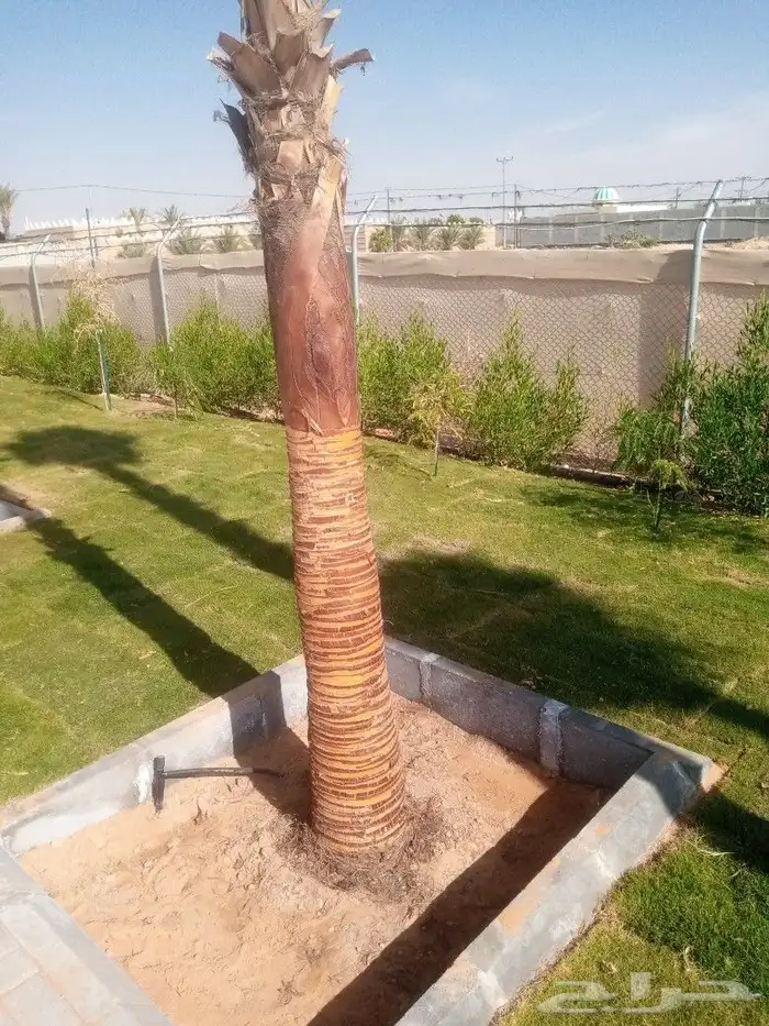 لشغل النخل تكريب 1