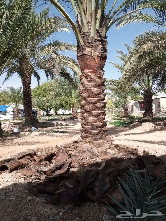 لشغل النخل تكريب 4