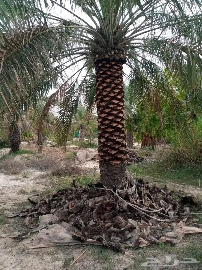 لشغل النخل تكريب 3