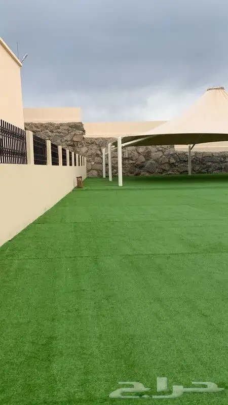 عشب جدارى وعشب ارضى بسعر الجملة 9