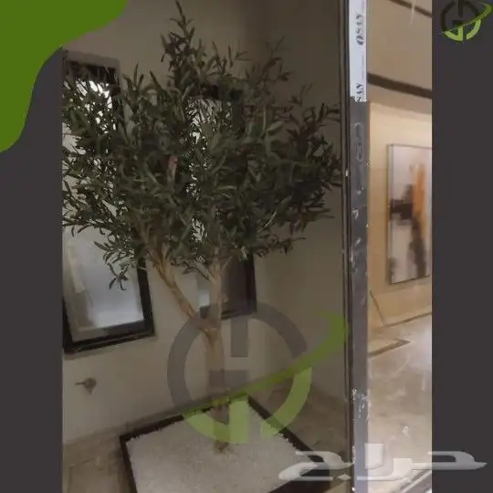 زيتون صناعي 9