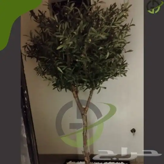 زيتون صناعي 5