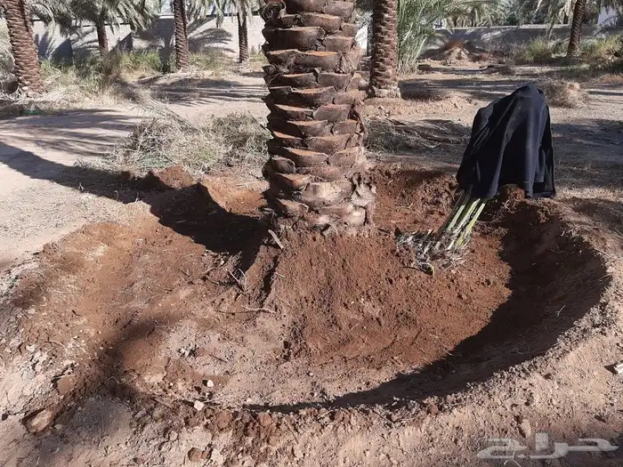 جميع اعمال النخيل 1