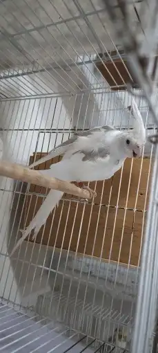 كوكاتيل ( كروان ) منتج مع فرخ 4